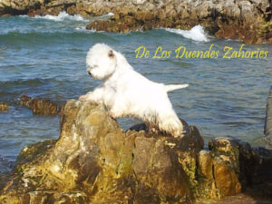 Conquistando el mar