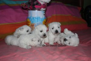 A los cachorritos nos gustan los chupachups