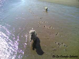 Nuestros Westies disfrutando en la playa